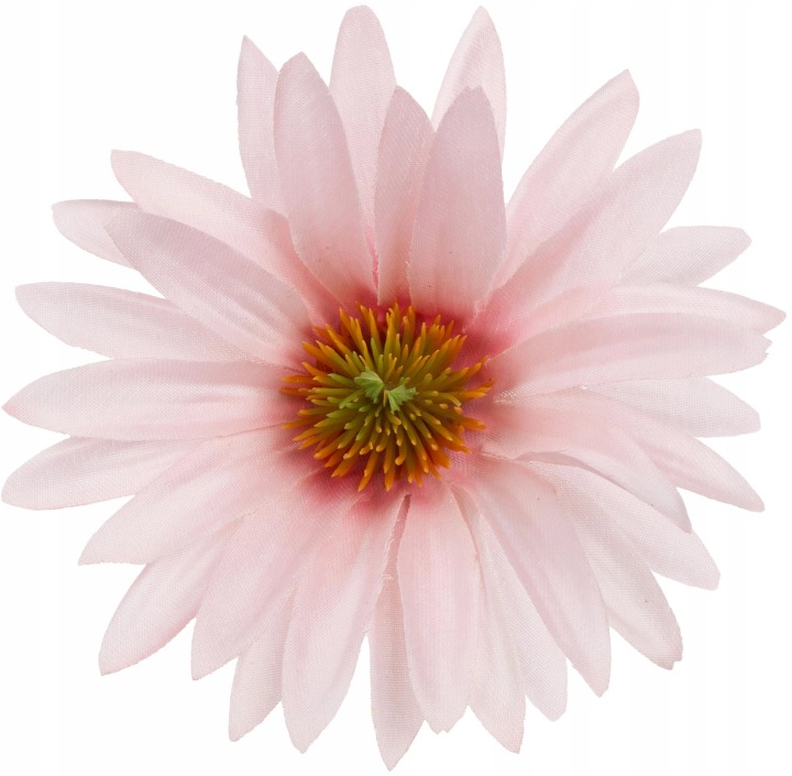 Aster Różowy Lt Pink Rudbekia Jeżówka Główka Wyrobowa