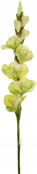 Mieczyk Gladiola Green 85 Cm Jak Żywy