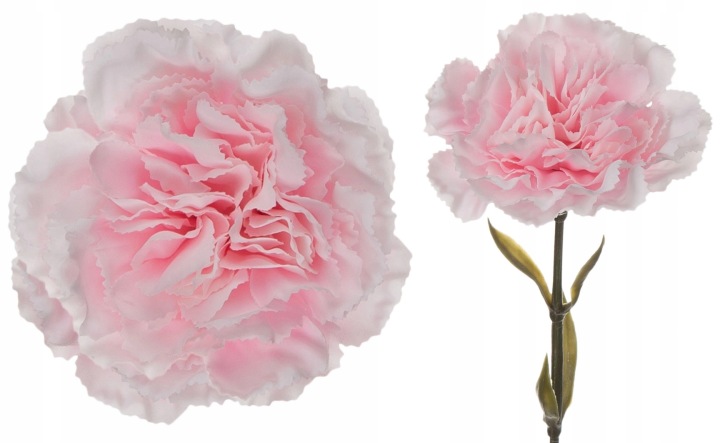12X Goździk Gałązka Powder Pink J. Róż 67 Cm
