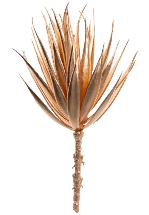 Agawa Sukulent Złoty 22 Cm