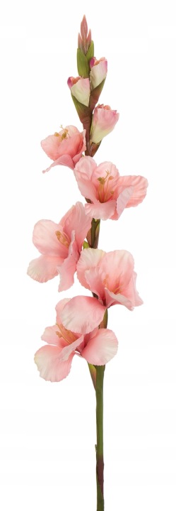 Mieczyk Gladiola Powder Pink Różowy 85 Cm Jak Żywy