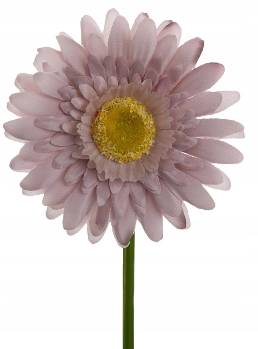 Gerbera Delicate Brown Gałązka 46 Cm Łodygowa