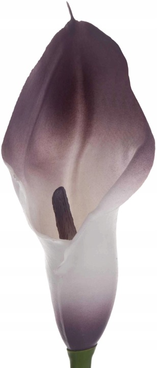 Kalia Gumowa Cream Dirty Violet Kremowo Fioletowa Gałązka 71 Cm