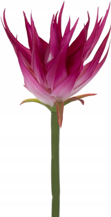Guzmania Pink Różowa Gumowa 88 Cm