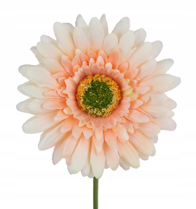 Gerbera Brzoskwiniowa Gałązka 46 Cm Łodygowa
