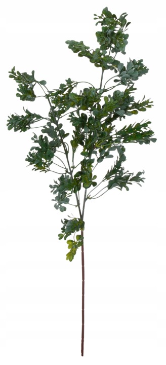 Bukszpan Zielony Morski Gałązka Gryczpan 66 Cm