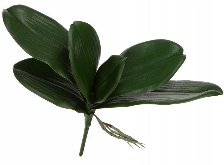 Liść Storczyka Storczyk Orchidea Liście Sztuczne