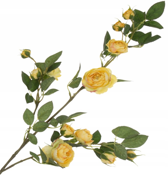 Dzika Róża Gałązka Lemon Żółta 80 Cm