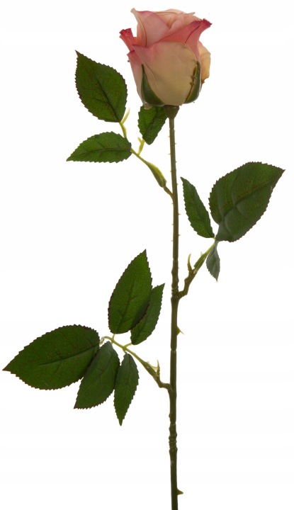 Róża Gałązka 60 Cm Mauve