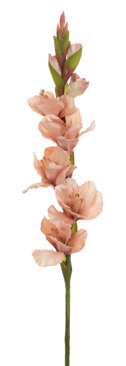 Mieczyk Gladiola Cappucino 85 Cm Jak Żywy