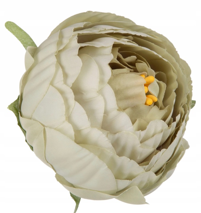 12X Peonia Piwonia Zielona Główka Wyrobowa