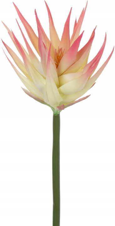 Guzmania Cream Lt Pink Krem Róż Gumowa 88 Cm