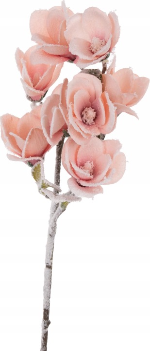 Magnolia Różowa Ośnieżona Gałązka 63 Cm Premium