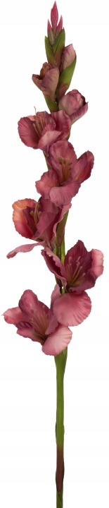 Mieczyk Gladiola Mauve 85 Cm Jak Żywy