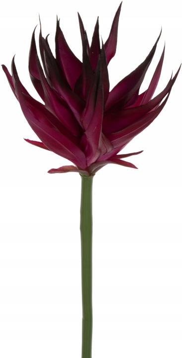 Guzmania Eggplant Bakłażan Gumowa 88 Cm