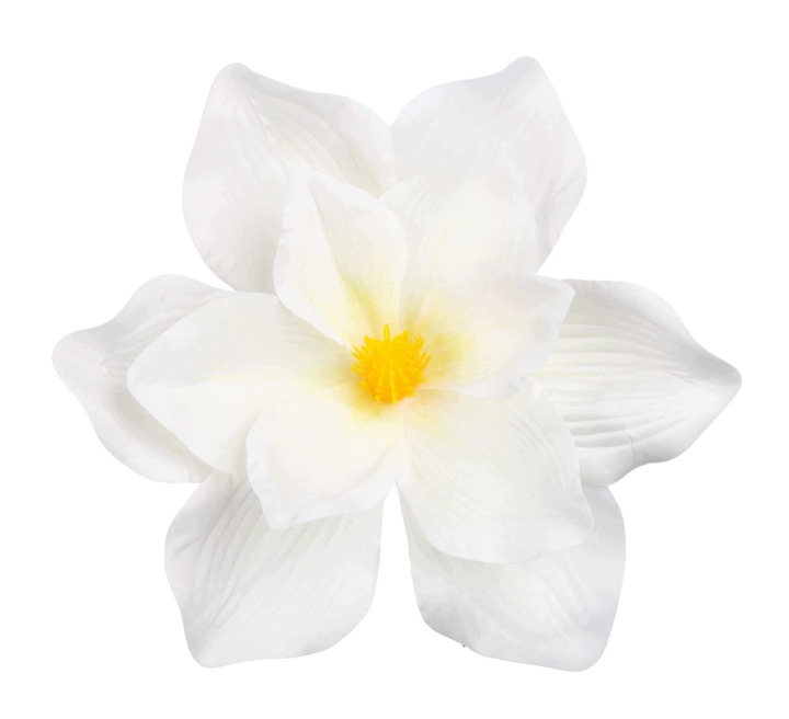 12X Magnolia Kremowa Cream Główka Wyrobowa