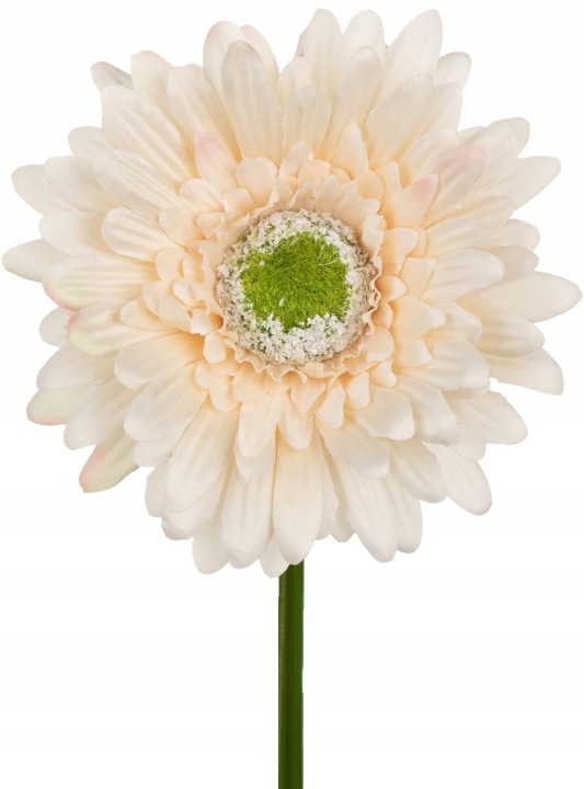 Gerbera Jasny Beż Halvah 46 Cm
