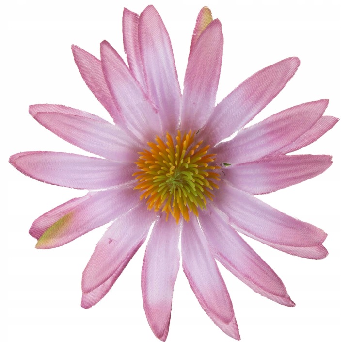 Aster Autumn Dk Pink Rudbekia Jeżówka Główka Wyrobowa