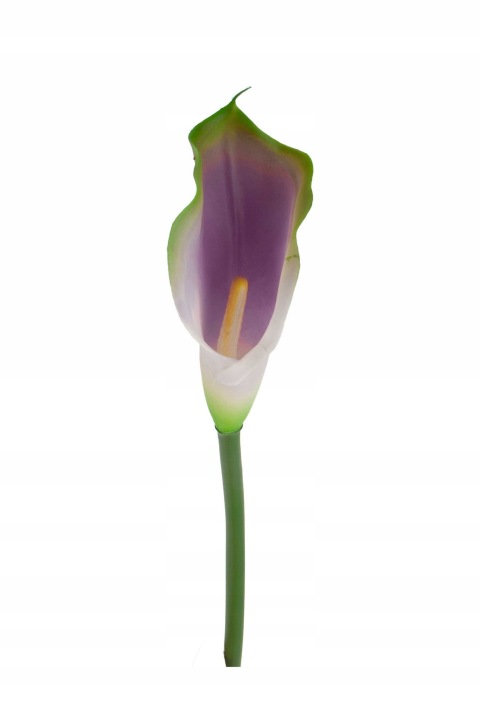 Kalia Gumowa J. Zieleń Fiolet 74 Cm