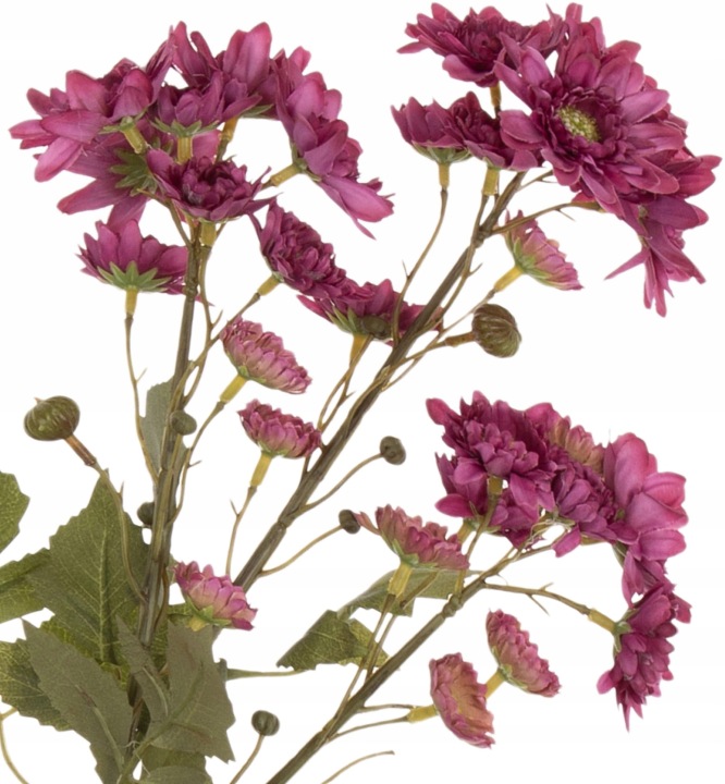 Chryzantema Margaretka Dąbek Magenta Róż Gałązka 76 Cm