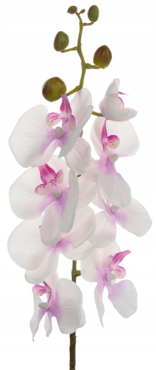 Storczyk Biały Wrzos Orchidea Gałązka 75 Cm Kwiaty