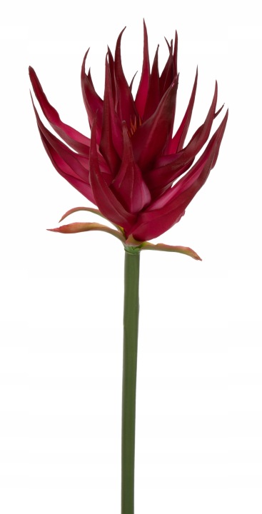Guzmania Fuchsia Fuksja Gumowa 88 Cm