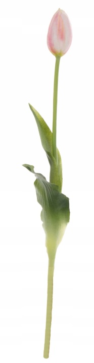 Tulipan J. Róż Krem Gumowy Sylikon