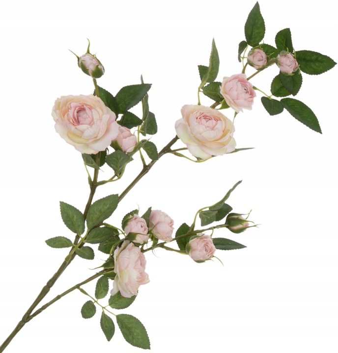 Dzika Róża Gałązka Delicate Apricot Krem Róż 80 Cm