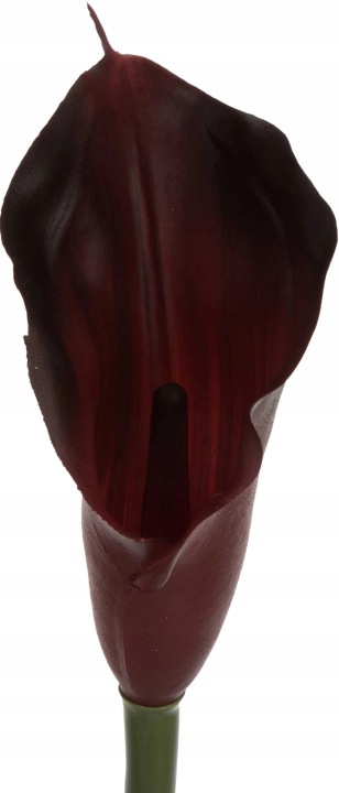 Kalia Gumowa Coffe Brązowa Gałązka 71 Cm