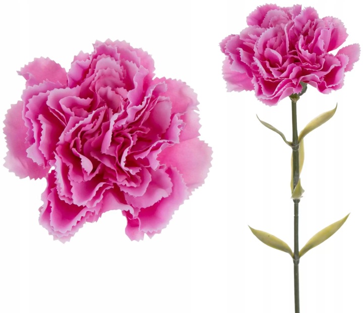 12X Goździk Gałązka Pink Edge Pink Róż 67 Cm