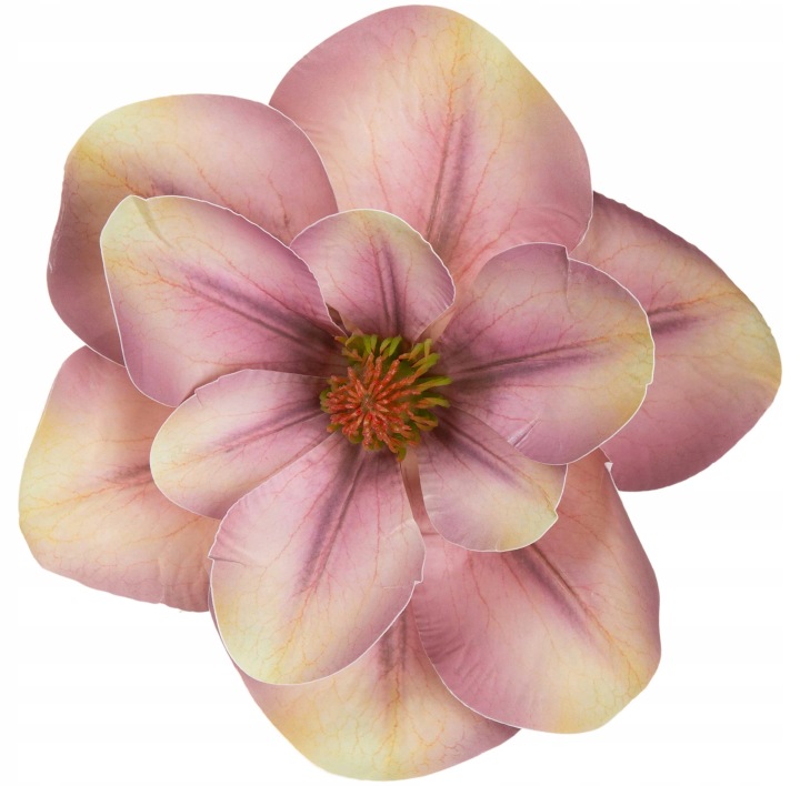 6X Magnolia Dirty Violet Fioletowa Żółta Główka Wyrobowa