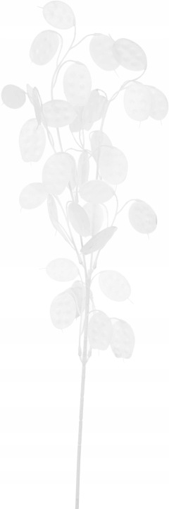 Lunaria Biała Judaszowe Srebrniki Gałązka Ozdobna