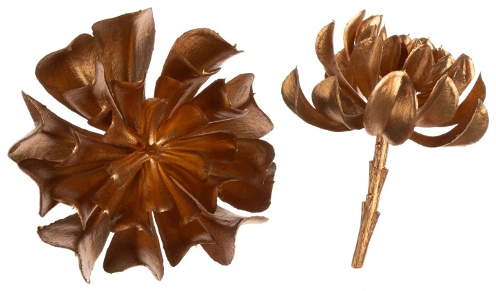 Sukulent Złoty 14 Cm