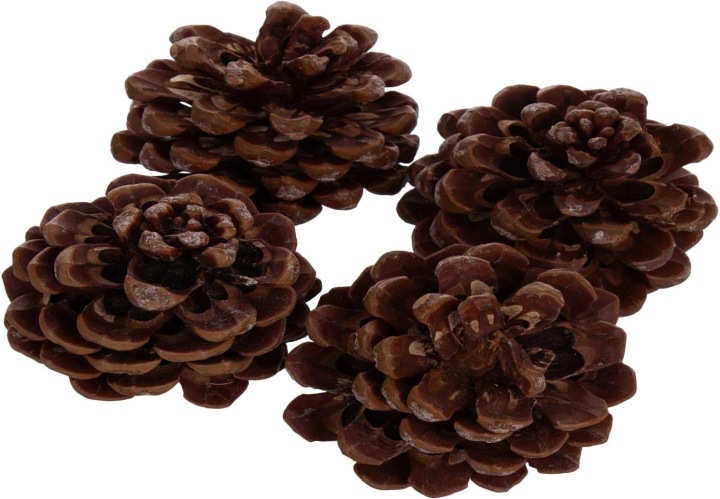 4X Szyszka Pinus Pinea Susz