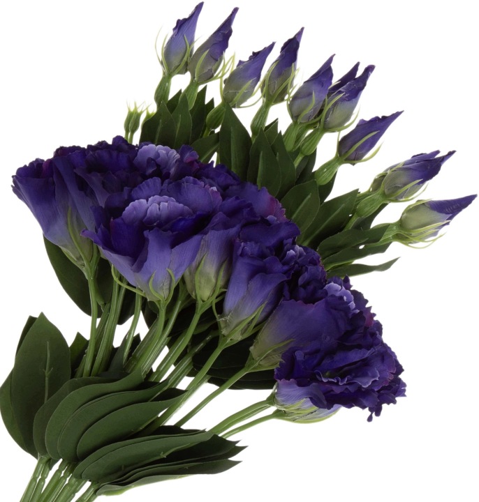 12X EUSTOMA DR. BLUE GAŁAZKA 48 CM