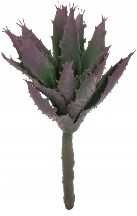 Sukulent Aloes Gumowy Zielony Fioletowy