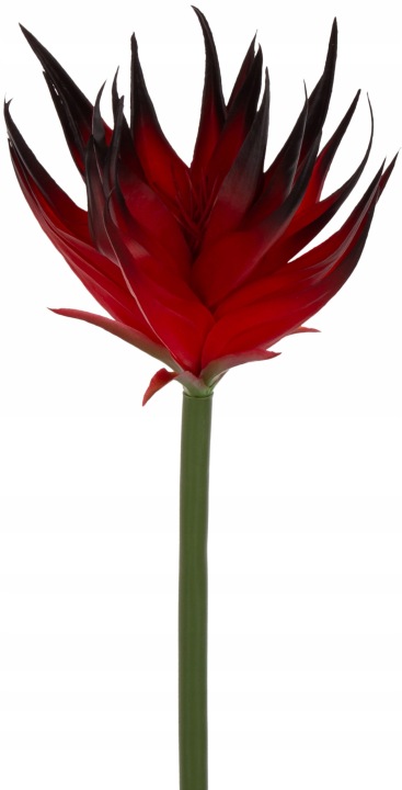 Guzmania Burgundy Burgund Gumowa 88 Cm