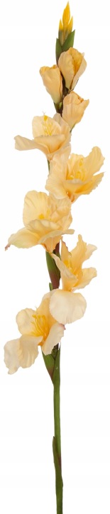 Mieczyk Gladiola Vanilla Pudding 85 Cm Jak Żywy