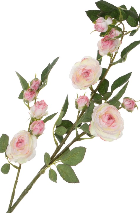 Dzika Róża Gałązka Cream Edge Pink Krem Róż 80 Cm