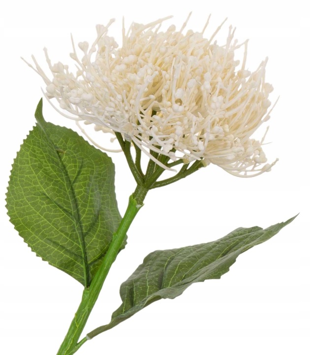 Protea Poduszkowa Kremowa Leucospermum 46 Cm Gałązka