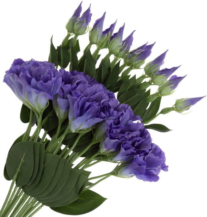 12X EUSTOMA VIOLET LT. BLUE GAŁAZKA 48 CM