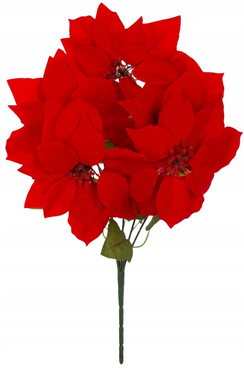 Gwiazda Betlejemska Czerwona Poinsecja Bukiet 50 Cm
