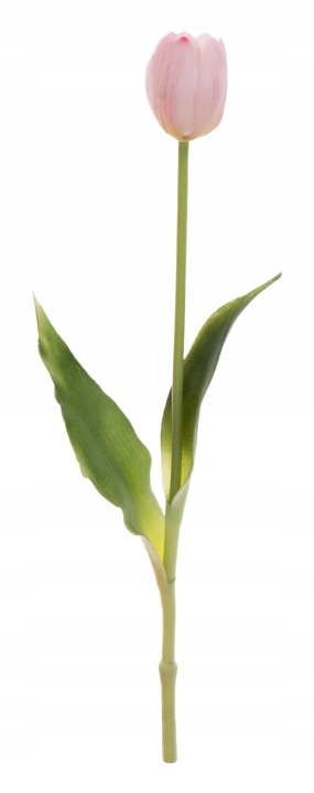 Tulipan J. Róż Gumowy Sylikonowy