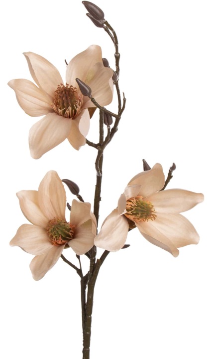 Magnolia Beżowa Gałązka 90 Cm