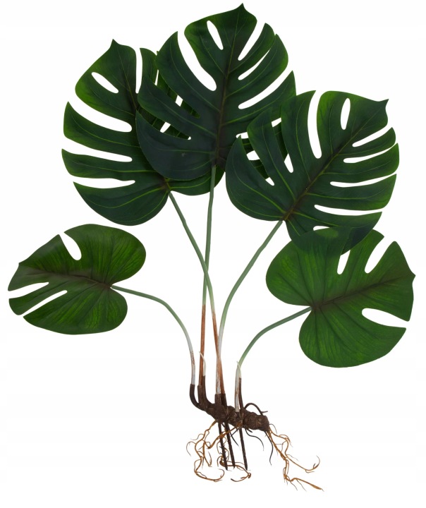 Monstera Z Korzeniami Kwiaty Sztuczne 68 Cm