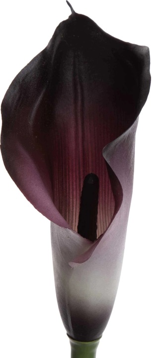 Kalia Gumowa Ombre Plum Ciemna Fioletowa Gałązka 71 Cm