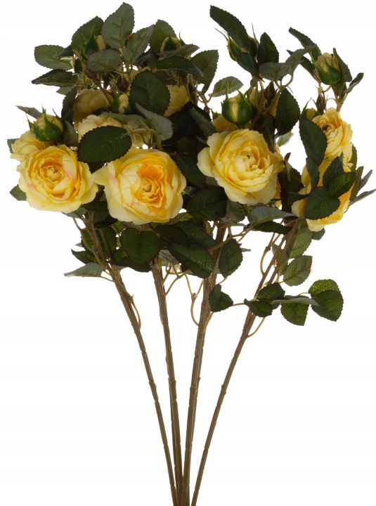 6X Dzika Róża Żółta Gałązka 50 Cm Lt Yellow