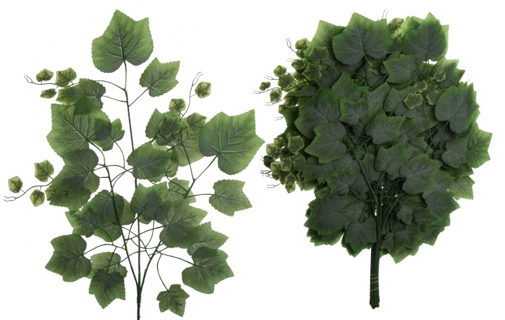 12X Liście Liść Winogrona Winorośl Omszony 70 Cm