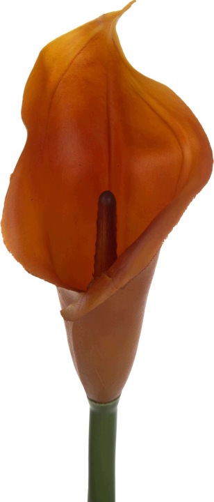 Kalia Gumowa Toffi Ruda 71 Cm