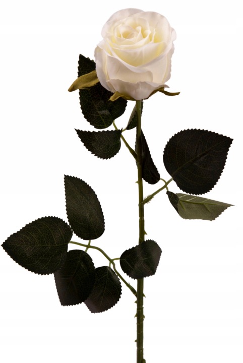 Róża Gałązka 69 Cm Krem